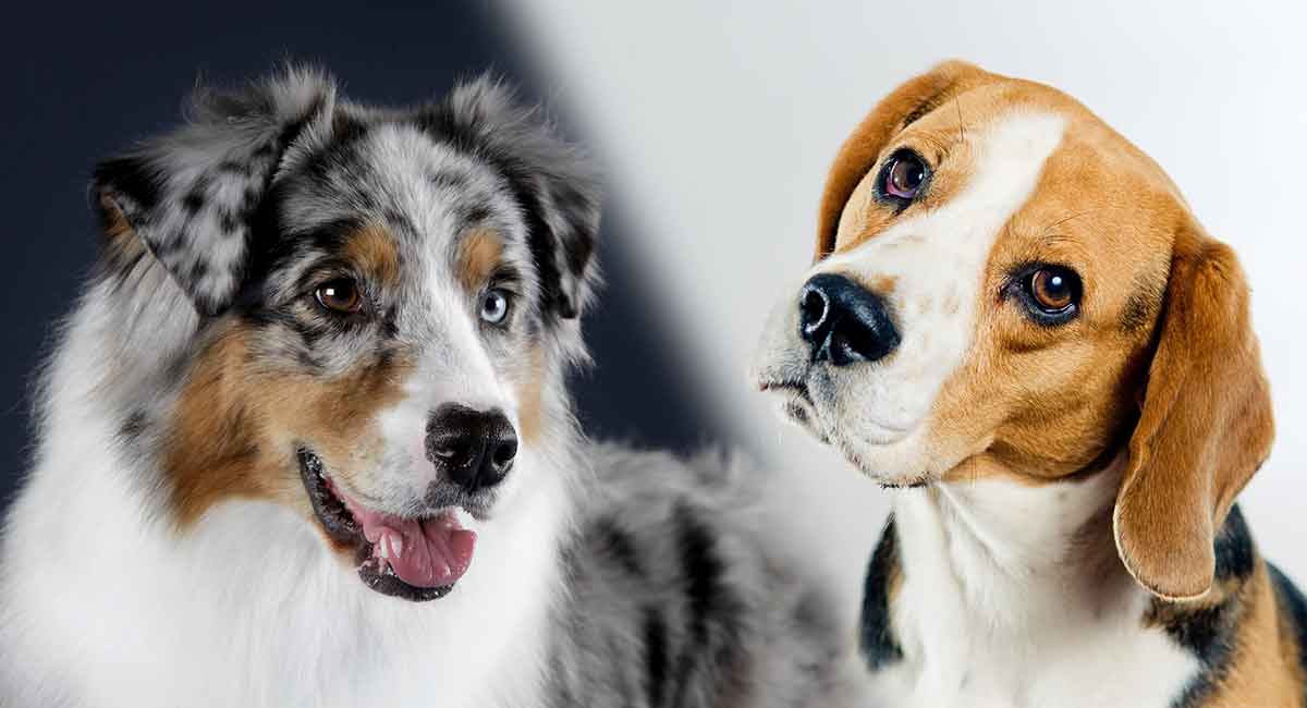 australian shepherd and beagle mix