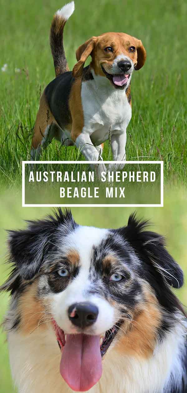 australian shepherd mixed with beagle