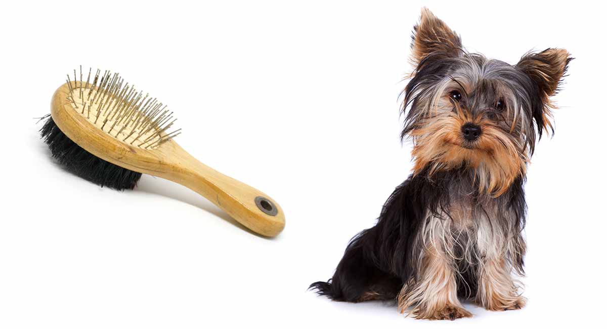 fine hair dog brush