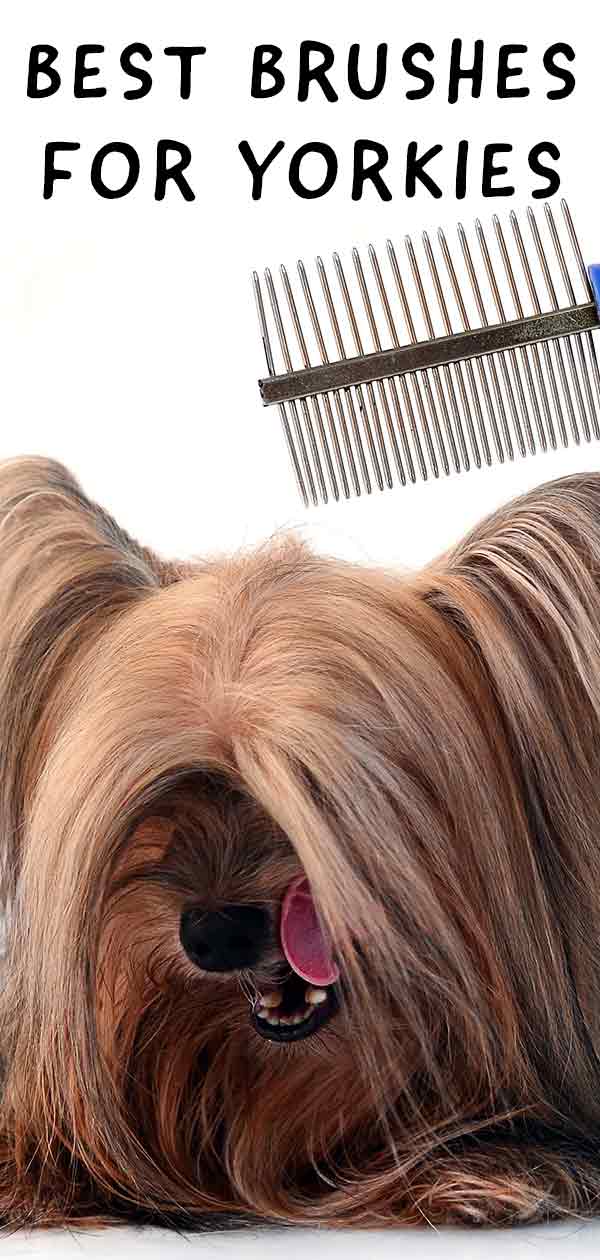 yorkie brushes combs