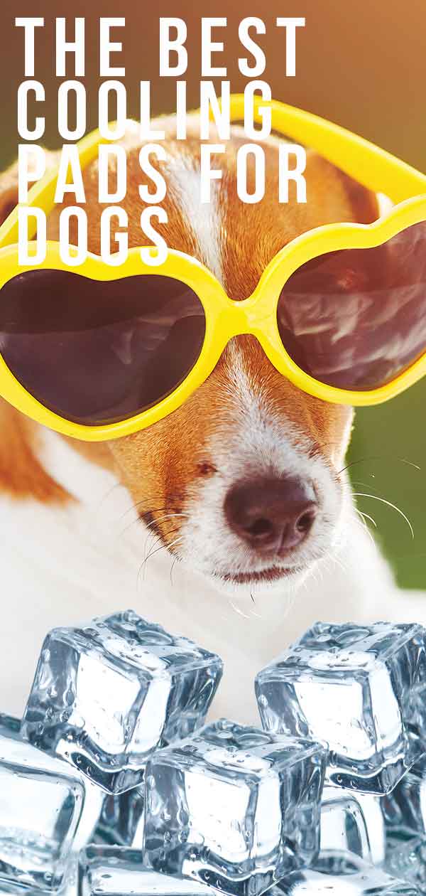 best-cooling-pads-for-dogs-keep-your-pooch-from-overheating