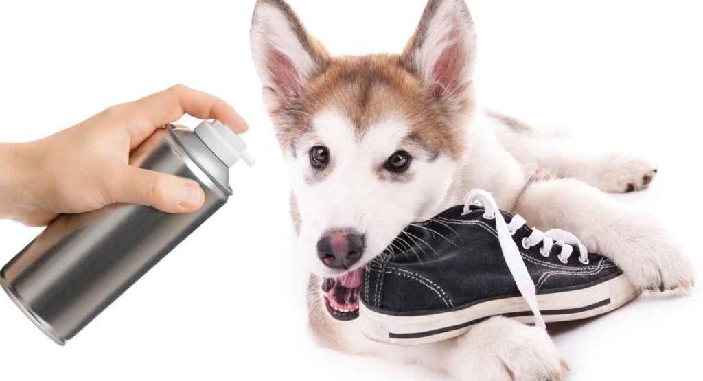 spray to keep dogs from chewing things