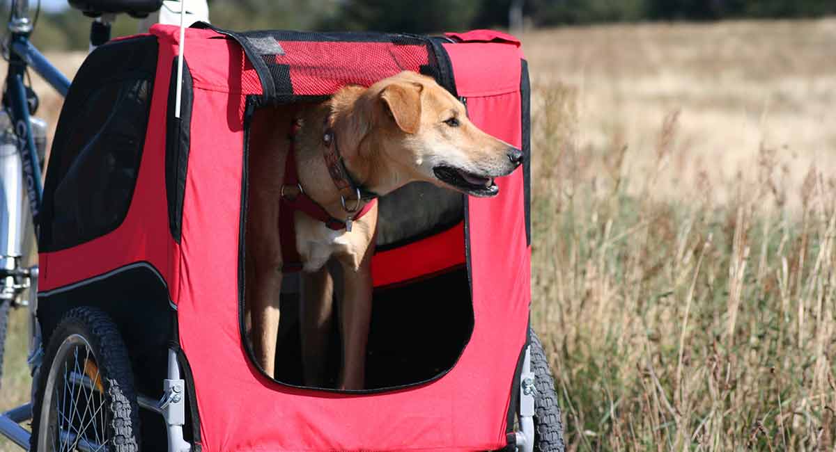 best dog bike trailer