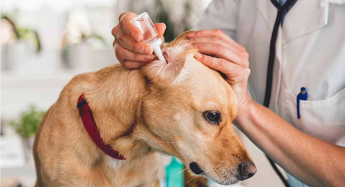 ear wax treatment for dogs