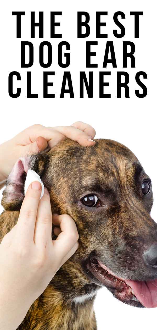 Diy Dog Ear Cleaner Witch Hazel : 0g Ho6lgtl24lm : If you suspect your dog has an ear infection