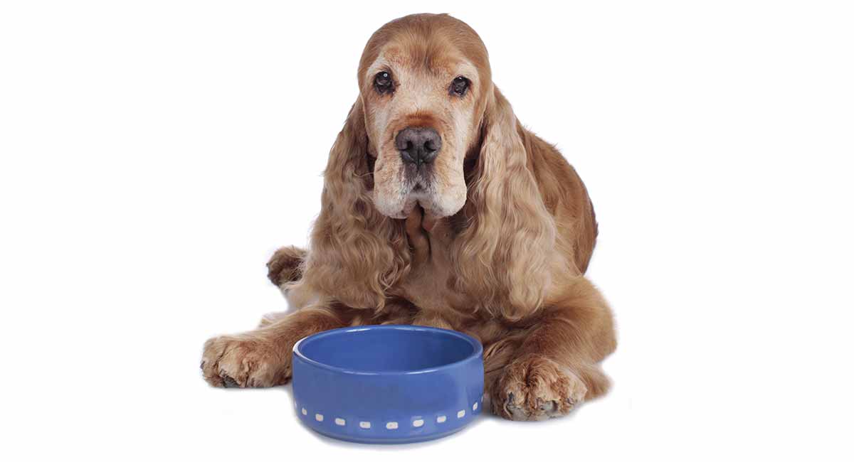 what is a good soft dog food for older dogs