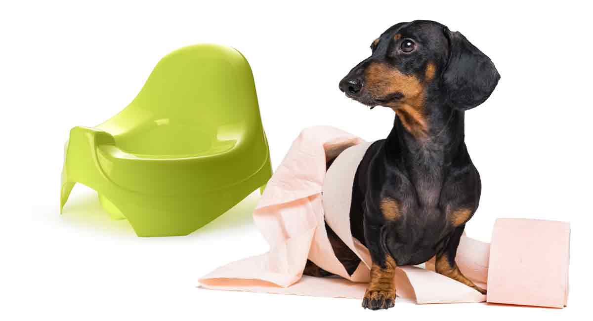 indoor dog urinal