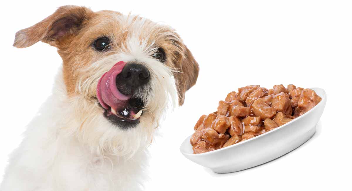Best Wet Dog Food The Top Choices For Your Dog