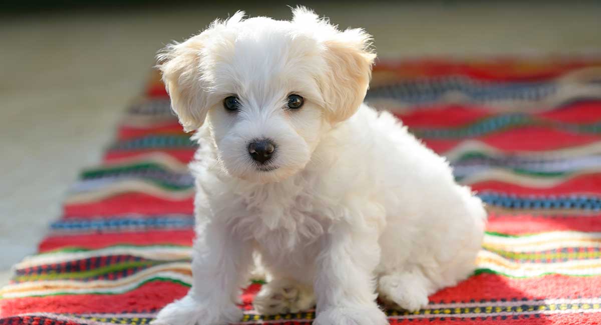 Newborn Bichon Frise Puppies