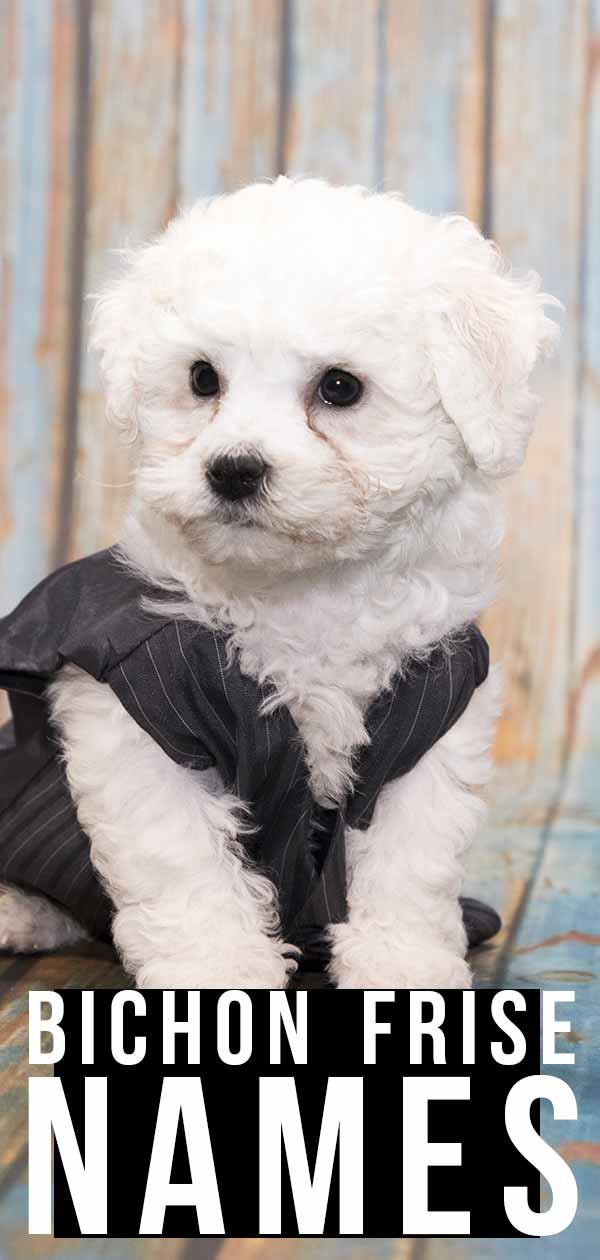 Famous bichon 2024 frise names