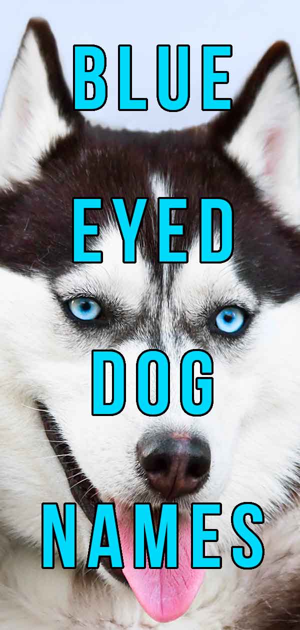 Blue eyed dog names list