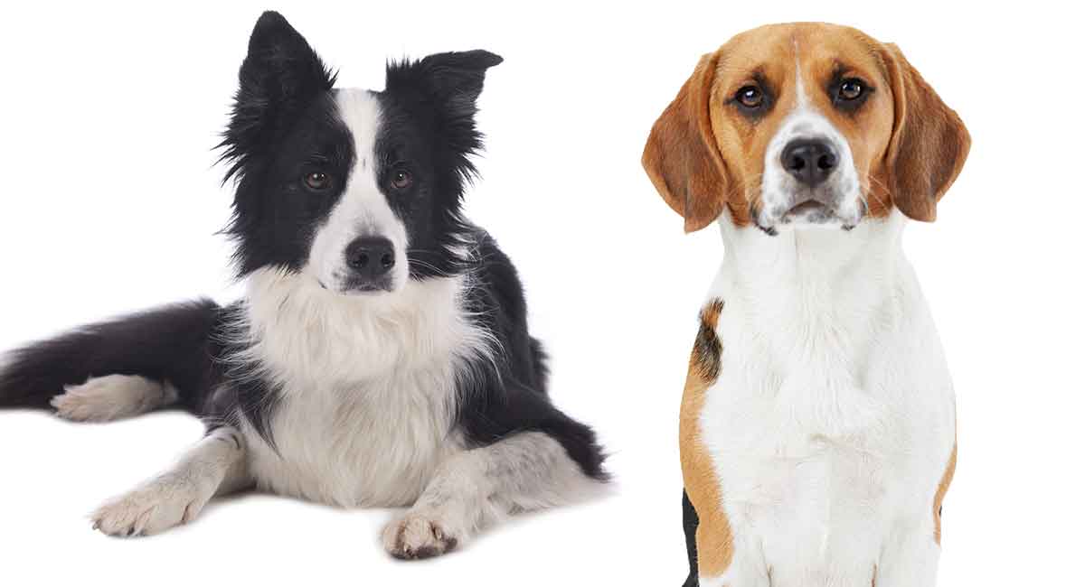 can a beagle and a border collie be friends