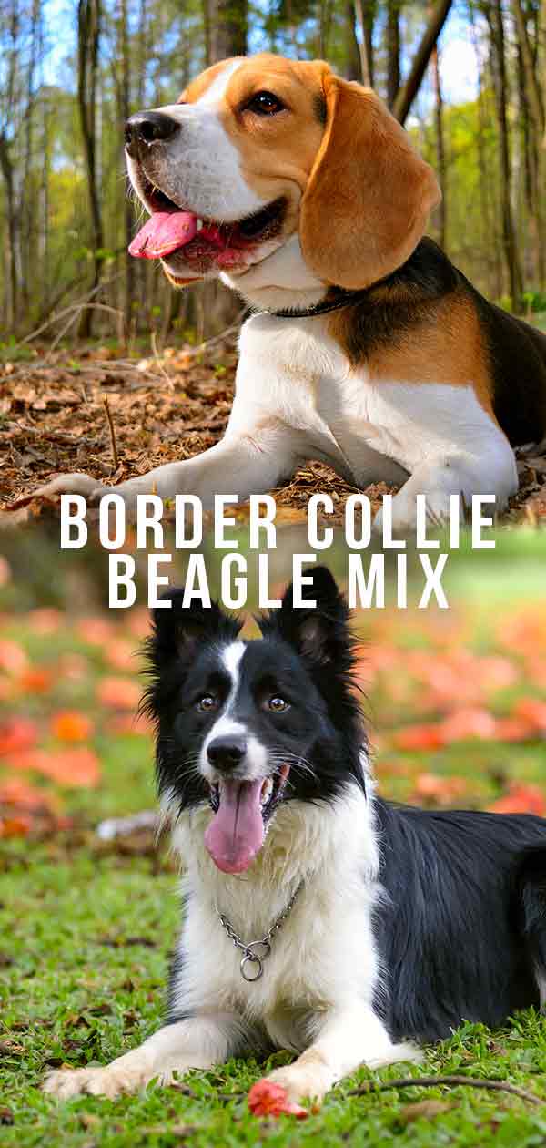 mezcla de beagle con border collie