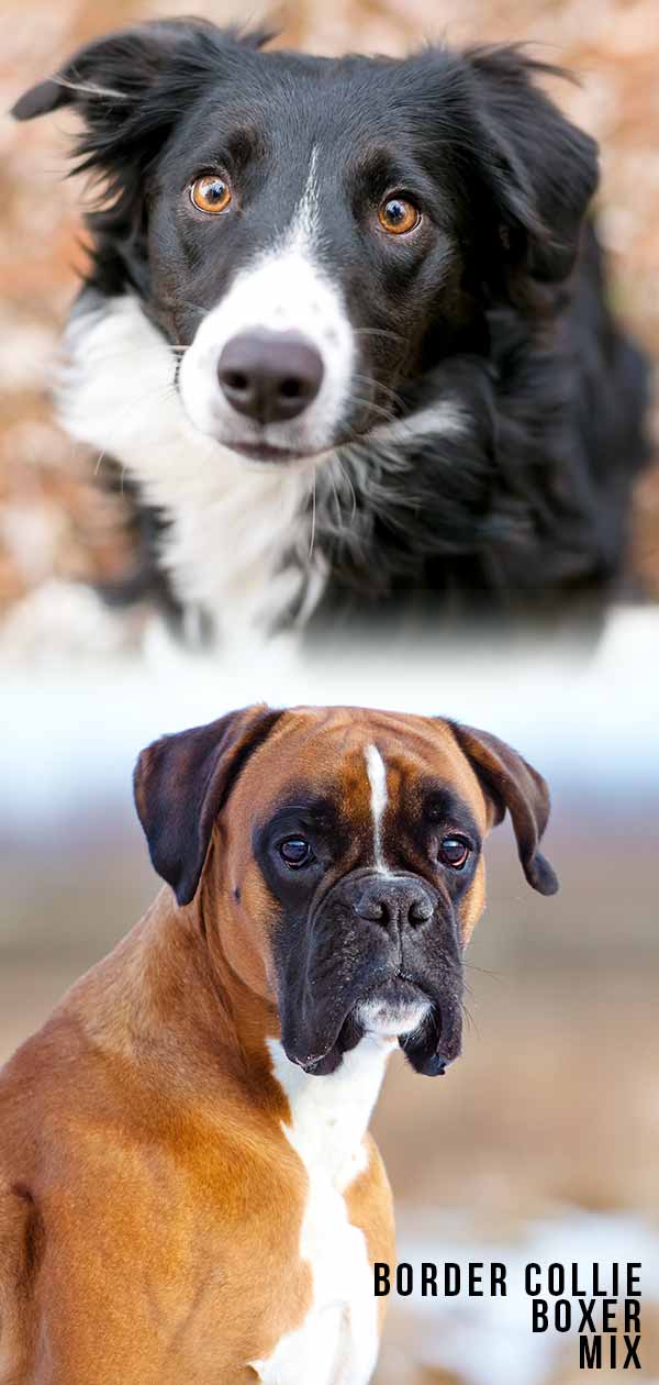 Border Collie Boxer Mix – Would a Boxollie Suit Your Family?