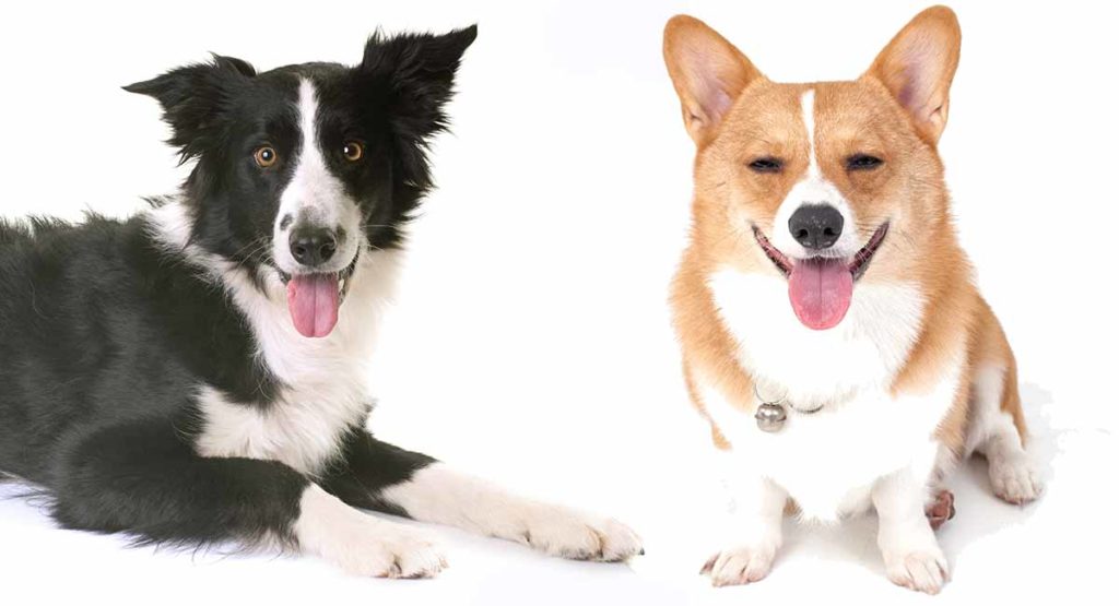 corgi and border collie