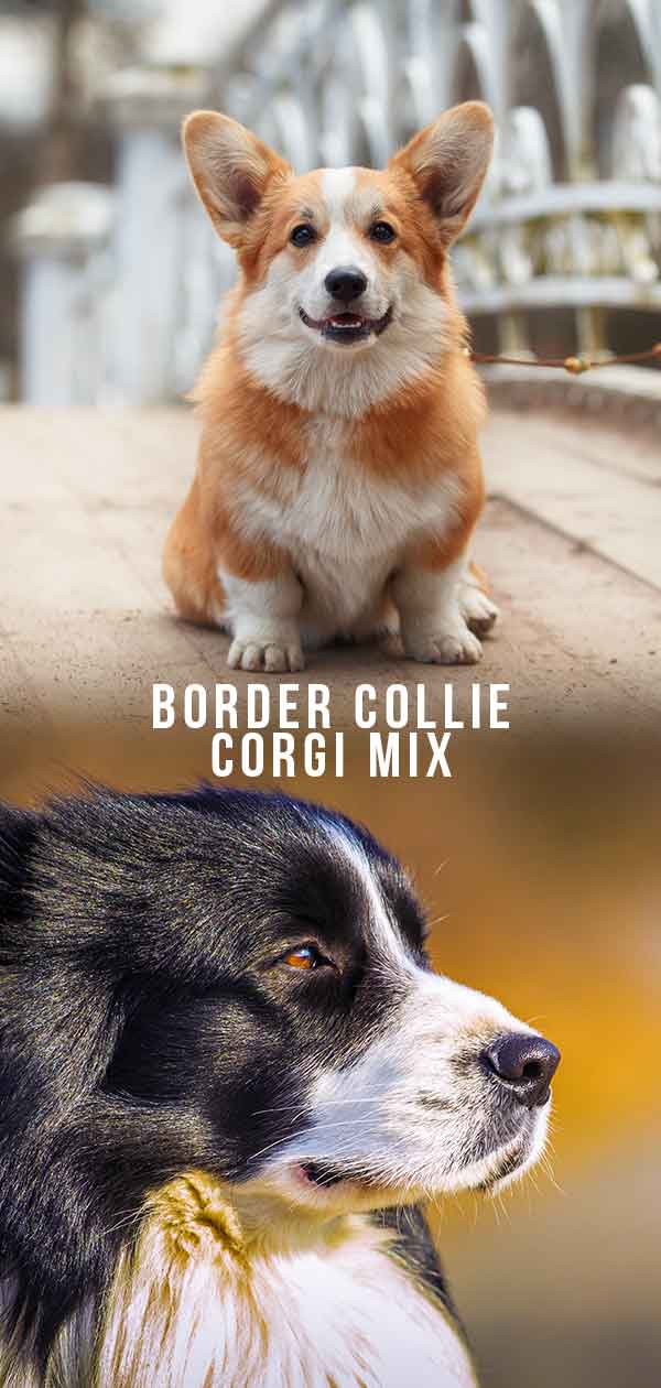 Border Collie Corgi Mix Two Very Different Breeds Combined The Happy Puppy Site