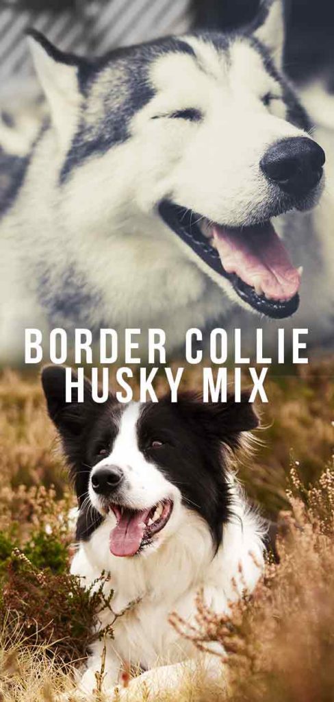 husky x collie