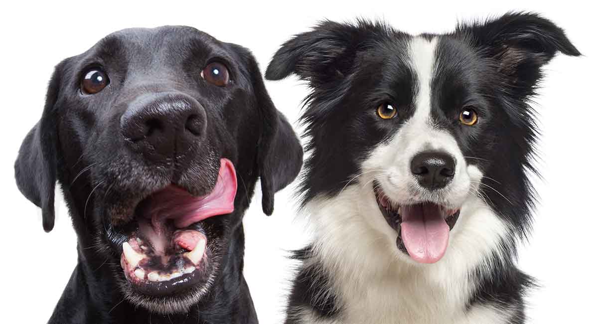 Border Collie Lab Mix Breed Information Center Discover The Borador