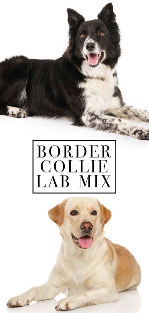 Border Collie Lab Mix Breed Information Center - Discover the Borador