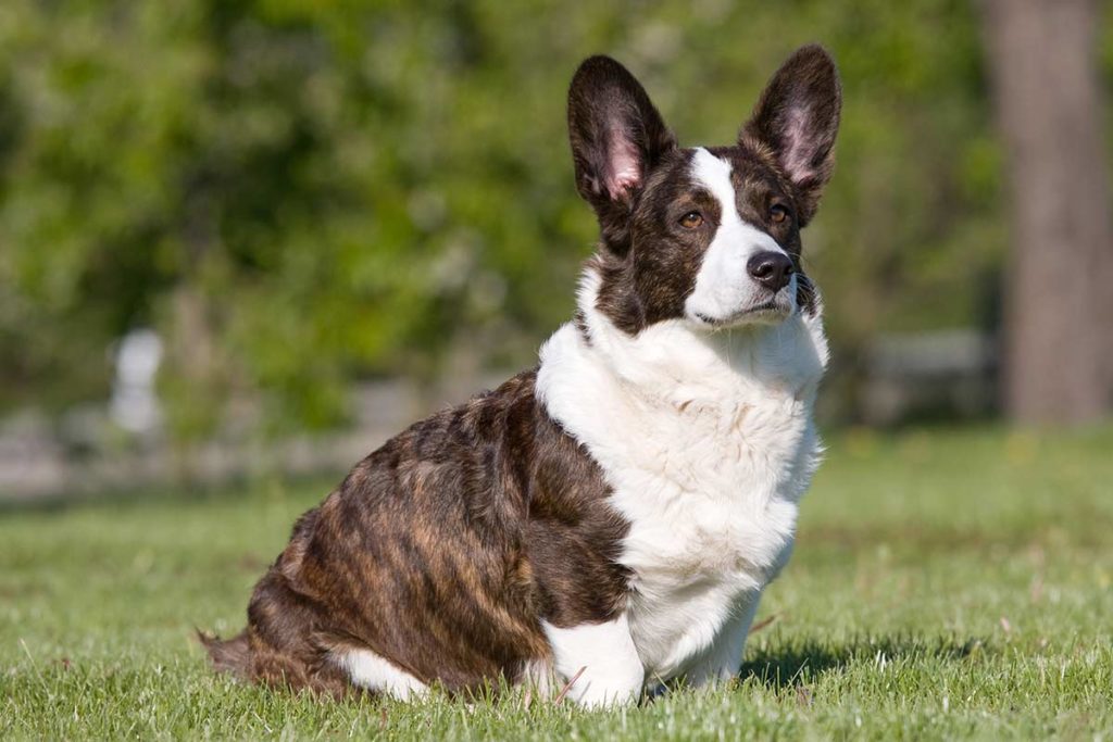 Short legged best sale herding dog