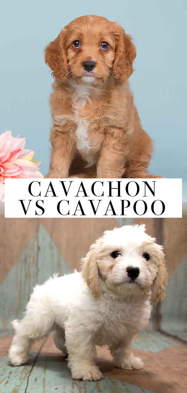 cavapoo bichon cross