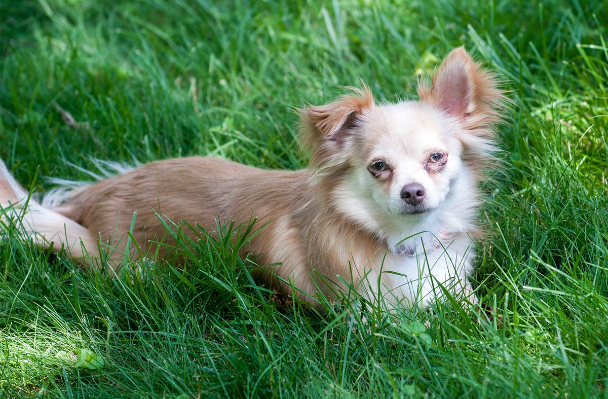 11+ Pomeranian Papillon Chihuahua Mix Pomchi Dog Breed Background