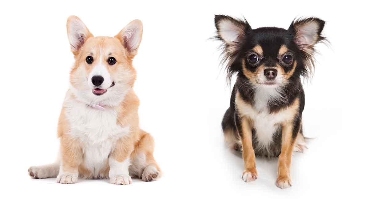 Miniature Corgi Can Your Favorite Dog Come In An Even Tinier Package