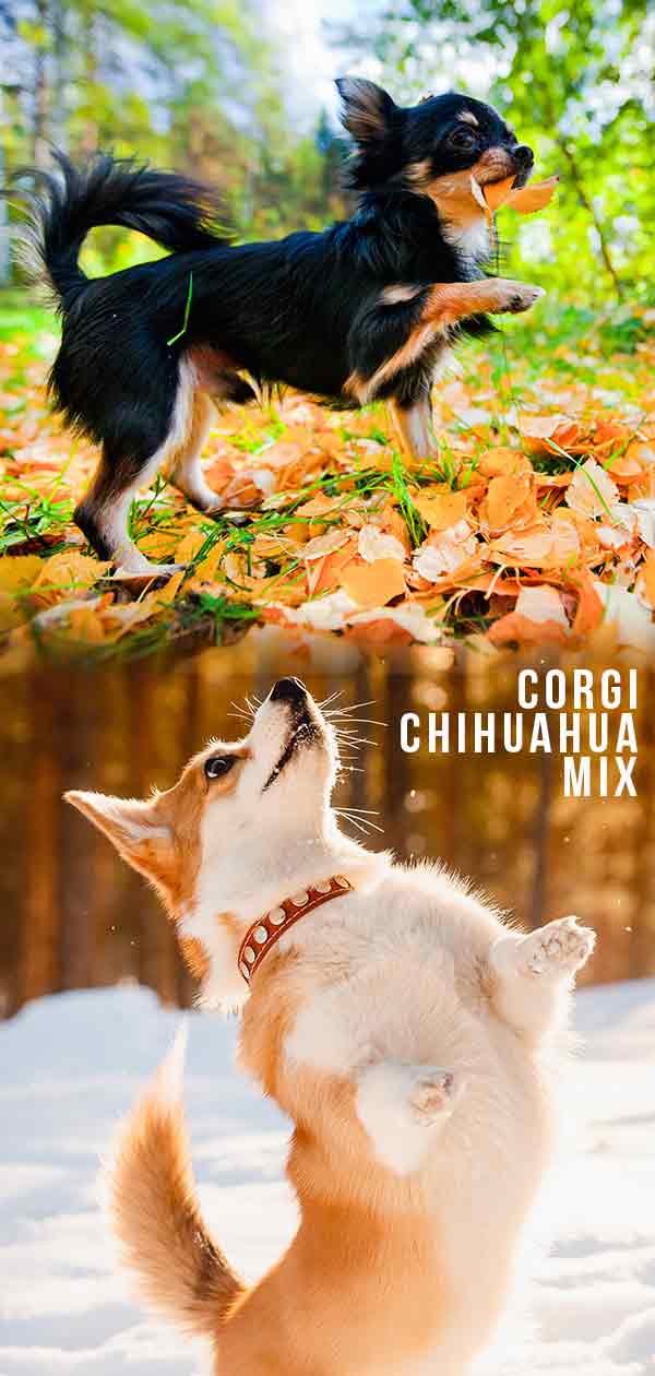 corgi chihuahua mix