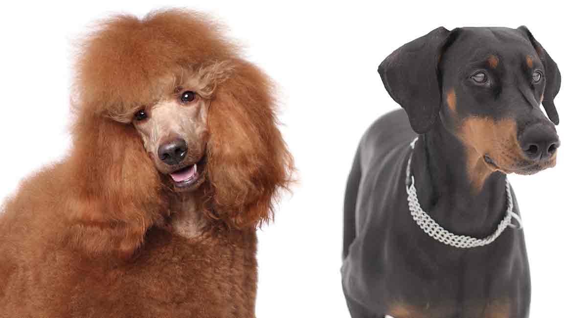 doberman and poodle