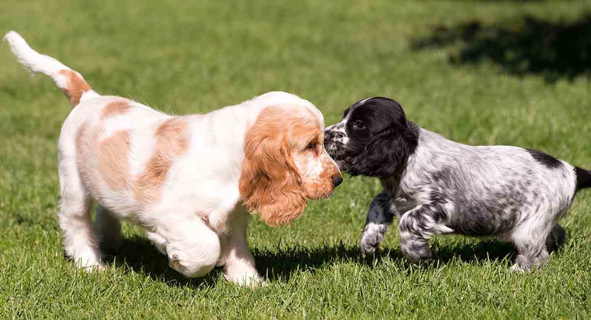 can american cocker spaniel be white