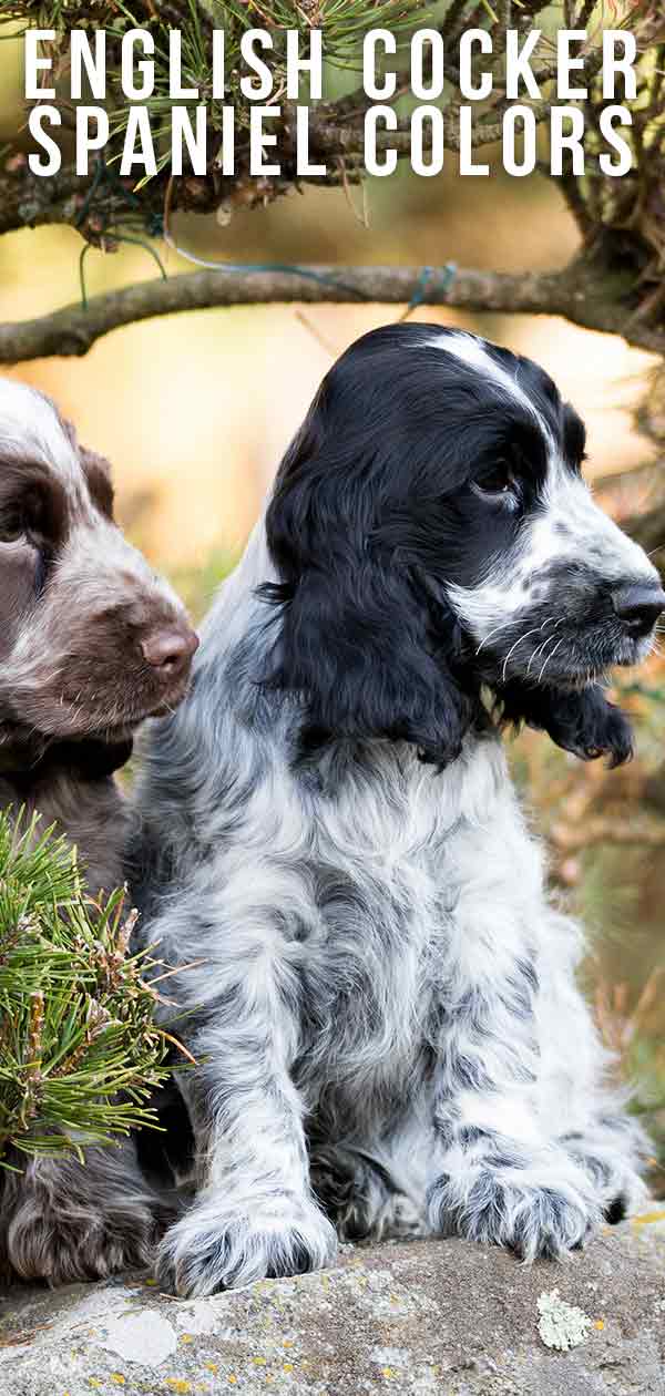 liver roan and tan cocker spaniels