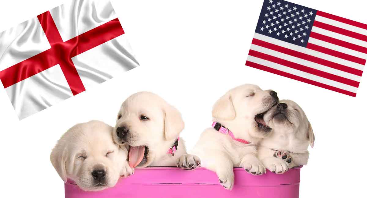 English Vs American Lab Which One Is Right For You