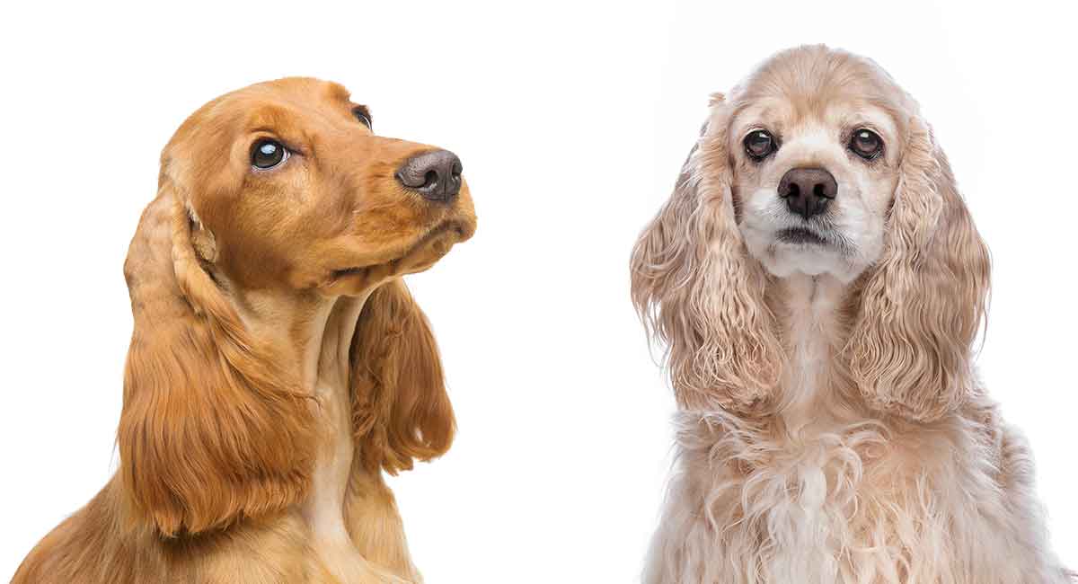 English Vs American Cocker Spaniel What S The Difference