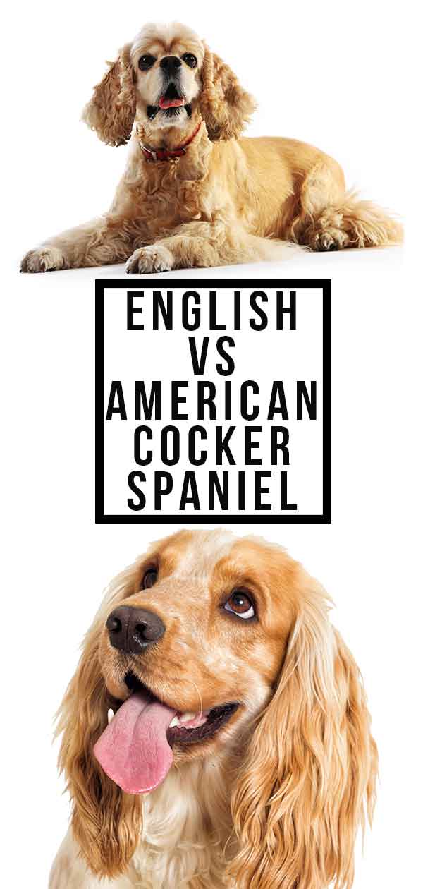 english vs american cocker spaniel