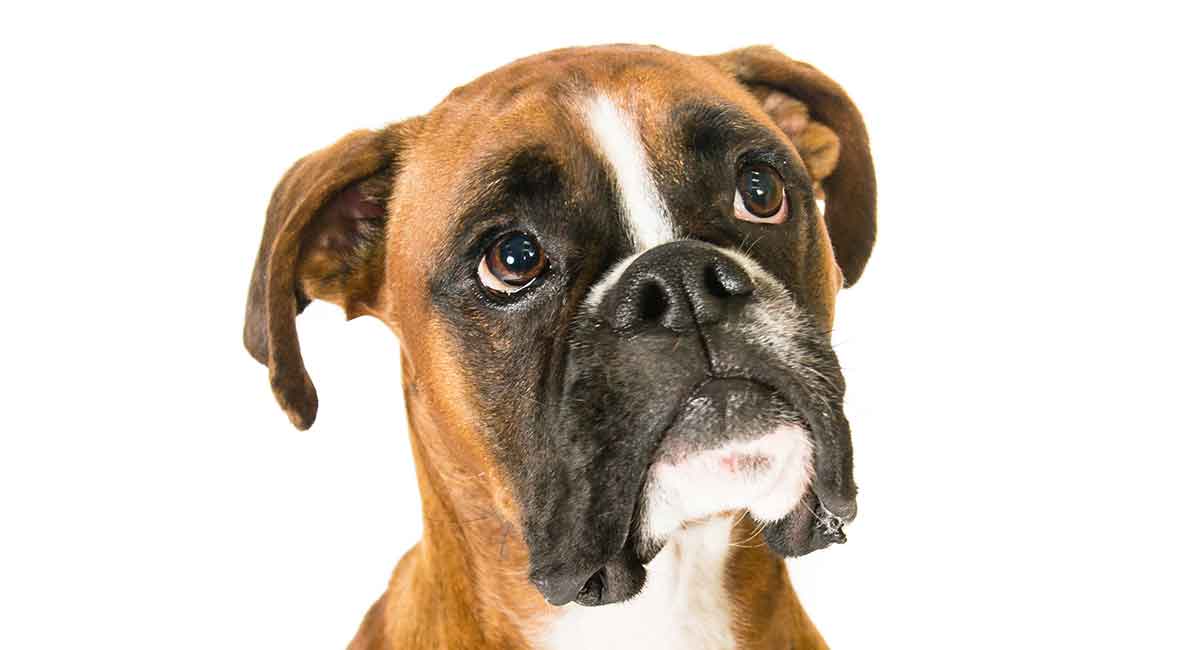 mahogany boxer puppies