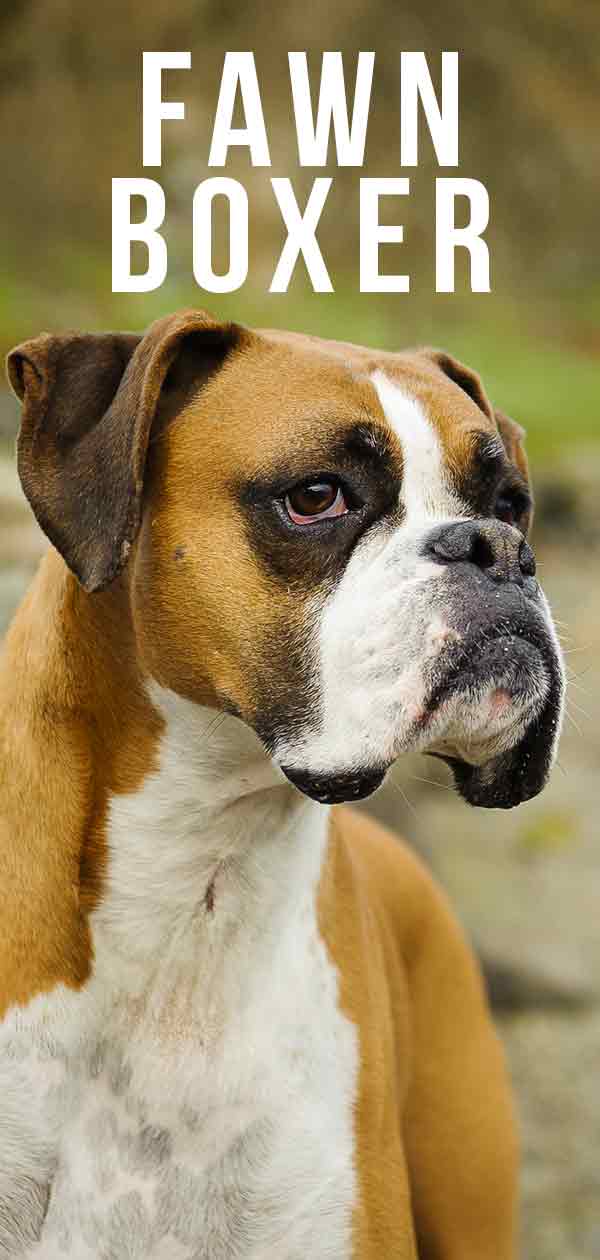 why are boxer puppies eyes red