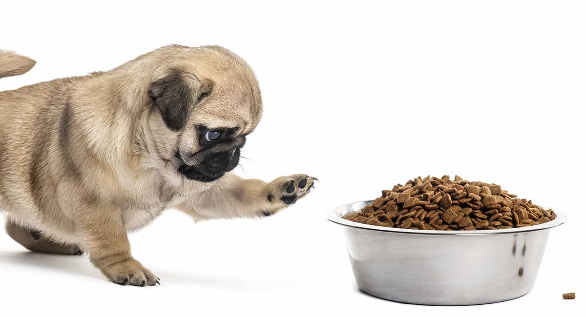 Feeding a Pug puppy - diet choices