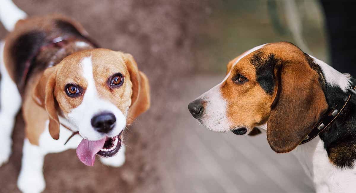 English Foxhound And Beagle Mix Cute of Animals