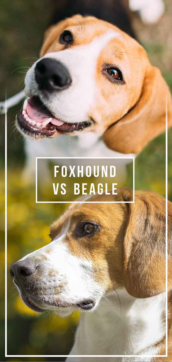 foxhound vs beagle