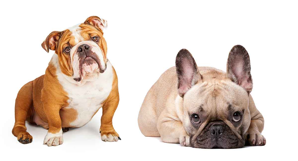 erklære tårn Behov for Is a French Bulldog English Bulldog Mix the Right Pet for You?