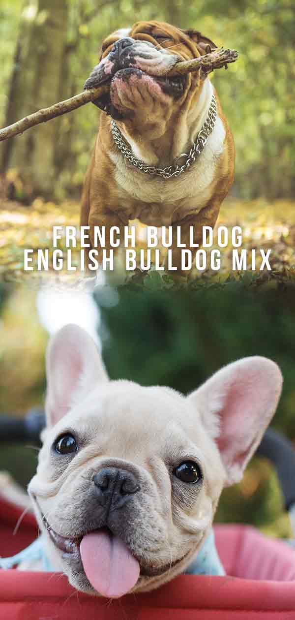 mistura de bulldog inglês francês