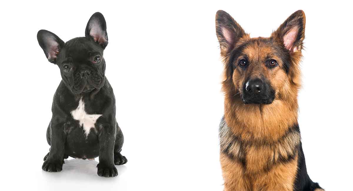 French Bulldog Mix Did You Know All Of These Hybrids