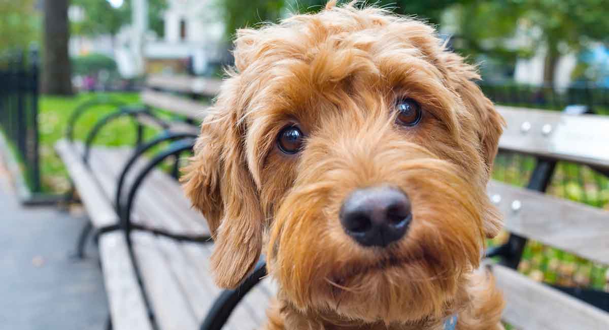 straight coat golden doodle