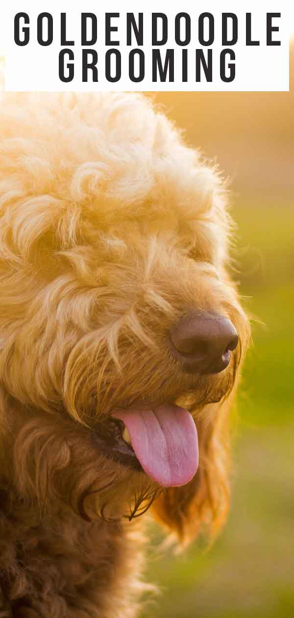 should goldendoodles be trimmed