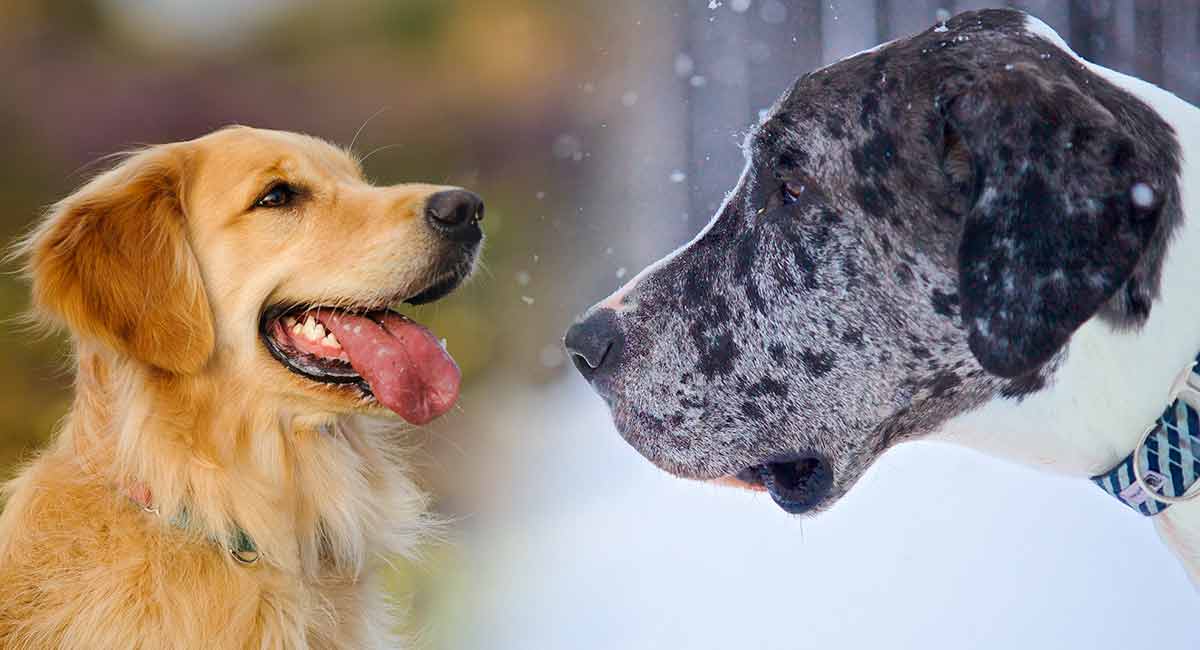 Great dane and store golden retriever mix