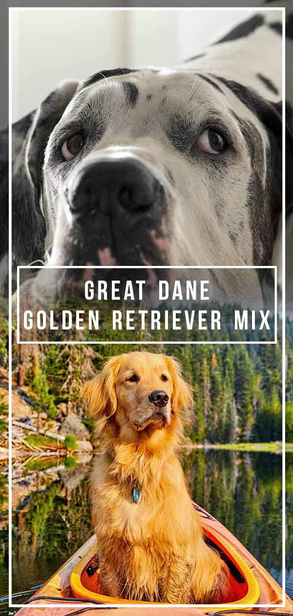 Great Dane Golden Retriever mix A Big Crossbreed with a