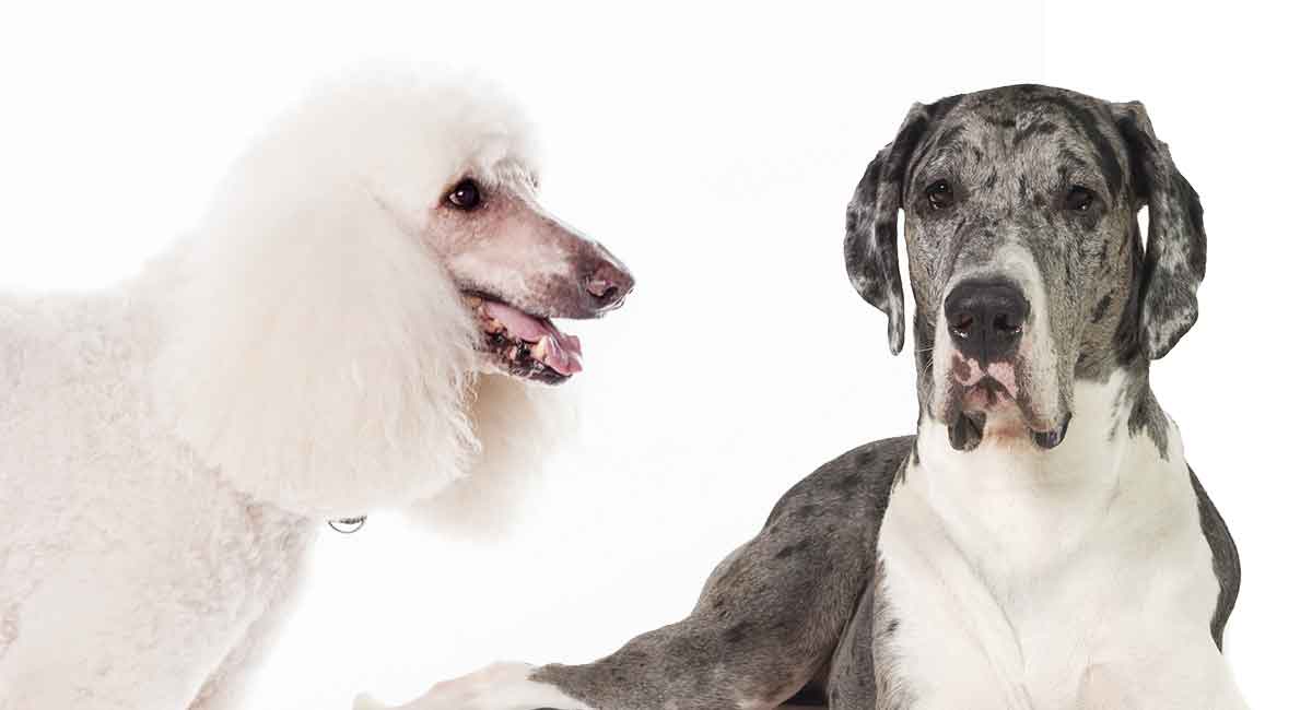 standard poodle and great dane mix