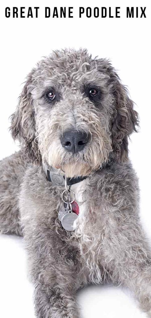 Great Dane Poodle Mix - An Extensive Guide to This Mix