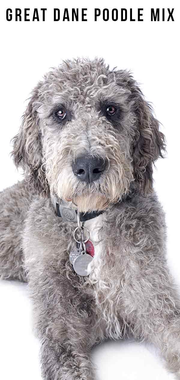 Great Dane Poodle Mix An Extensive Guide to This Mix