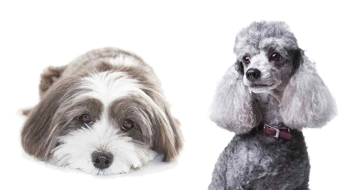 Havapoo – The Havanese Poodle Mix Right for